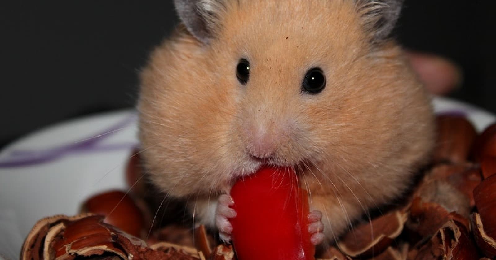 The Hamster Wheel of Tech